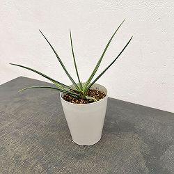 ドラセナ：セルラータ　4号鉢植え（26-02）