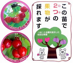 ペアフルーツ：サクランボ（佐藤錦と紅秀峰）7号鉢植え