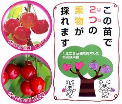 ペアフルーツ：サクランボ（高砂と紅秀峰）7号鉢植え