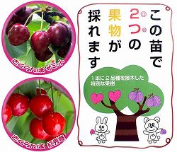 ペアフルーツ：サクランボ（サミットと紅秀峰）7号鉢植え
