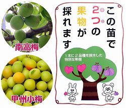 ペアフルーツ：ウメ（南高梅と甲州小梅）7号鉢植え