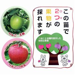 ペアフルーツ：リンゴ（王林と津軽）7号鉢植え