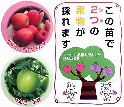 ペアフルーツ：リンゴ（アルプス乙女と王林）7号鉢植え