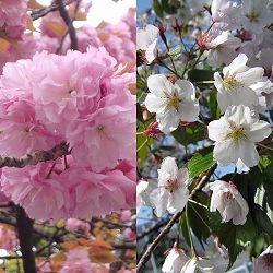 ペアフラワー：サクラ（関山桜と染井吉野）7号鉢植え