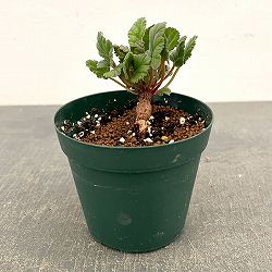 ペラルゴニウム：ロバツムフォーム1　3.5号鉢植え