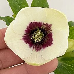 杉光園芸さんのクリスマスローズ：Ｆｒｅｅｄａ（フリーダ）26-01／4号ポット【現品販売】