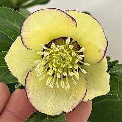 杉光園芸さんのクリスマスローズ：Ｆｒｅｅｄａ（フリーダ）26-03／4号ポット【現品販売】