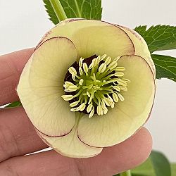 杉光園芸さんのクリスマスローズ：Ｆｒｅｅｄａ（フリーダ）26-04／4号ポット【現品販売】