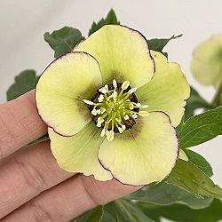 杉光園芸さんのクリスマスローズ：Ｆｒｅｅｄａ（フリーダ）26-05／4号ポット【現品販売】