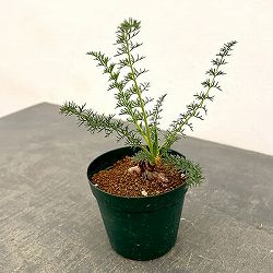 ペラルゴニウム：アウリツム　3.5号鉢植え