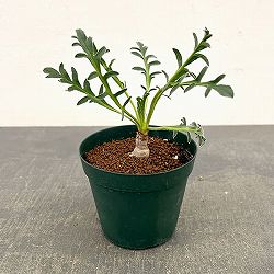ペラルゴニウム：ラパセウム ピンク　3.5号鉢植え