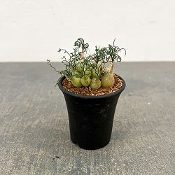 オーニソガラム：トルツオスム　2.5号鉢植え*