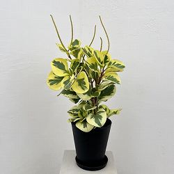 ぺぺロミア ：sp.斑入り　6号鉢植え