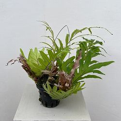 ドリナリア：プレウリディオイデス 3号吊り鉢