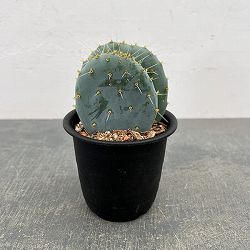 ウチワサボテン：オオマルボン（大丸盆）　3号鉢植え