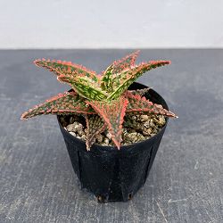 アロエ：オリジナルハイブリット　3号鉢植え26-02