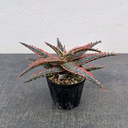 アロエ：オリジナルハイブリット　3号鉢植え26-03