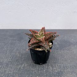 アロエ：オリジナルハイブリット　3号鉢植え26-04