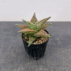 アロエ：オリジナルハイブリット　3号鉢植え26-05