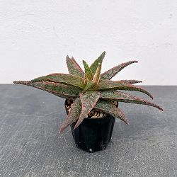 アロエ：オリジナルハイブリット　3号鉢植え26-06