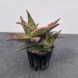 アロエ：オリジナルハイブリット　3号鉢植え26-08