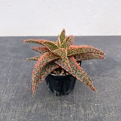 アロエ：オリジナルハイブリット　3号鉢植え26-09