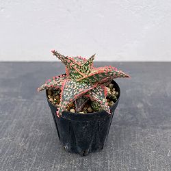 アロエ：オリジナルハイブリット　3号鉢植え26-10