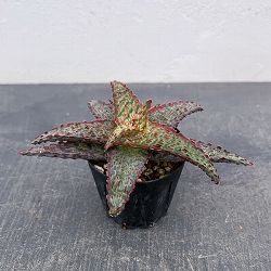 アロエ：オリジナルハイブリット　3号鉢植え26-11