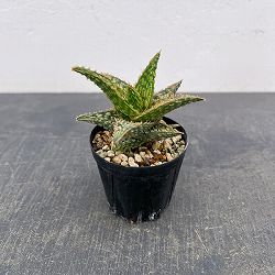 アロエ：オリジナルハイブリット　3号鉢植え26-12