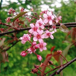 エゾウワミズザクラ（アンニンゴ）：コロラータ（桃花）4号ポット