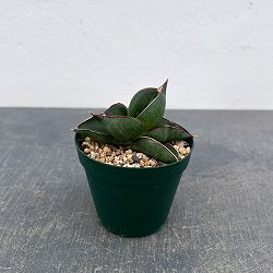 サンスベリア：オペラハウス　3号鉢植え