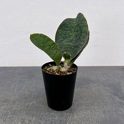 サンセベリア：マッソニアーナ  3号ポット26-01