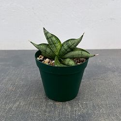 サンセベリア：ルーキー　3号ポット