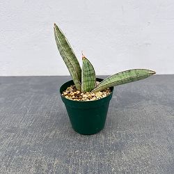 サンセベリア：ハリーシルバーバット　3号