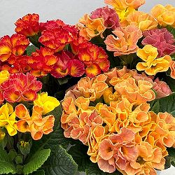 プリムラ ：ハートカクテル　オレンジ系　2.5号ポット