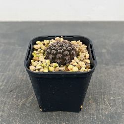 サボテン：ギムノカリキウム・瑞昌玉　3号鉢植え