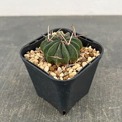 サボテン：ステノカクタス　 竜剣丸（りゅうけんまる）3号鉢植え