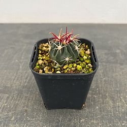 サボテン：日の出丸　3号鉢植え*