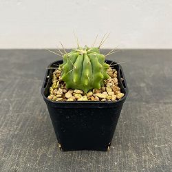 サボテン：フェロカクタス　王冠竜　3号鉢植え