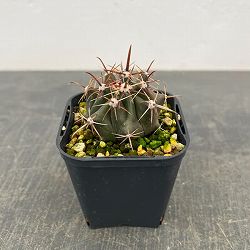 フェロカクタス：神仙玉　3号鉢植え
