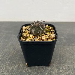 ギムノカリキウム：バッテリー　3号鉢植え