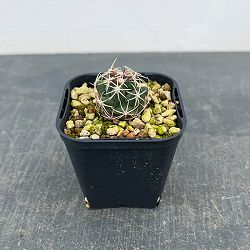 サボテン：テロカクタス　紅鷹　3号鉢植え