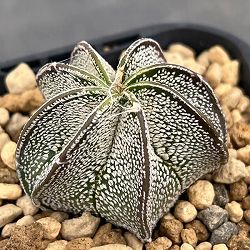 アストロフィツム：白瑞鳳玉（ハクズイホウギョク）　3号鉢植え