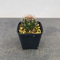 サボテン：ステノカクタス 　千波万波（センパバンパ）　3号鉢植え