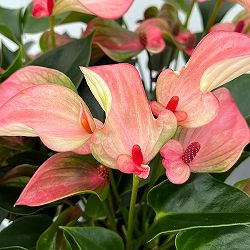 アンスリウム：マタタ　2号ポット