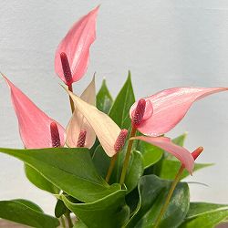 アンスリウム：リリー　2号ポット