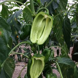 種なしピーマン：タネなっぴー(R)の種・5粒入り 2袋セット[野菜のタネ]