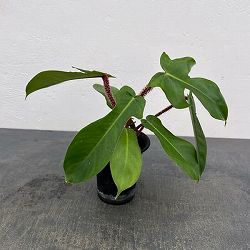 フィロデンドロン：スクアミフェルム　3号鉢植え