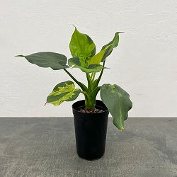 アロカシア：ククラータ（シマクワズイモ）　斑入り　3号鉢植え