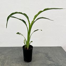 カンナ：白斑入り　3号鉢植え